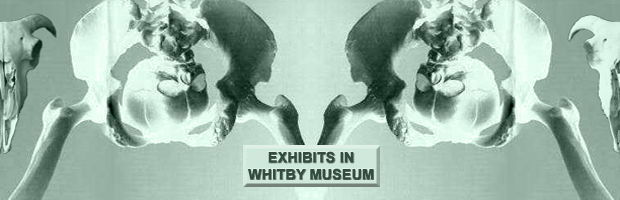 WHITBY_MUSEUM