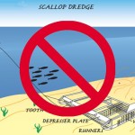 “The Impact Of Inshore Scallop Dredging”