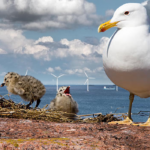 Renewables? Birds’ Nest Soup!